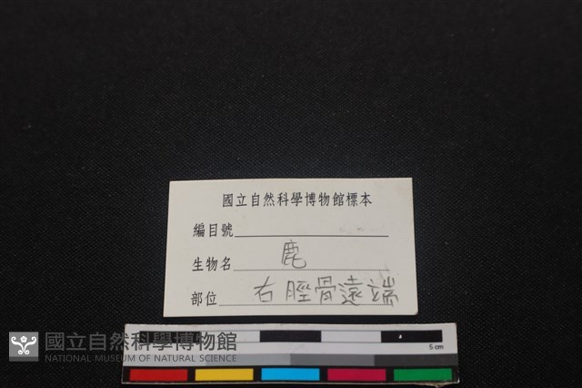 梅花鹿骨藏品圖，第3張