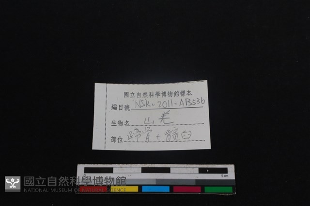 山羌骨藏品圖，第3張