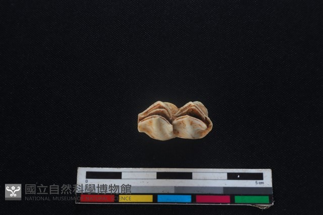 梅花鹿骨藏品圖，第3張