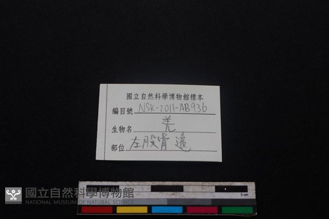山羌骨藏品圖，第3張