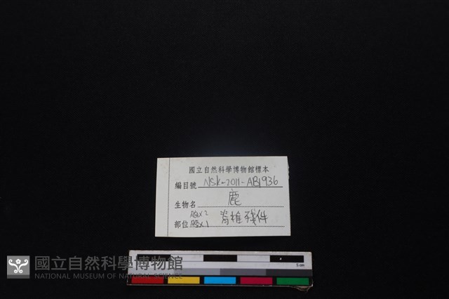 梅花鹿骨藏品圖，第3張