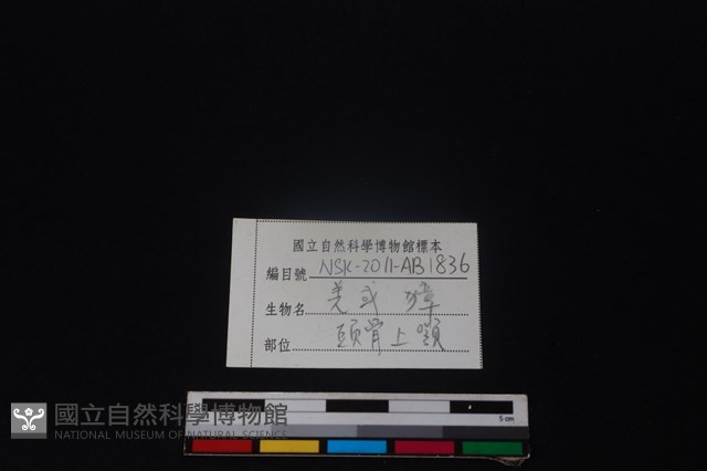 鹿科骨藏品圖，第3張