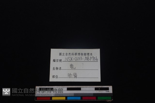 梅花鹿骨藏品圖，第3張