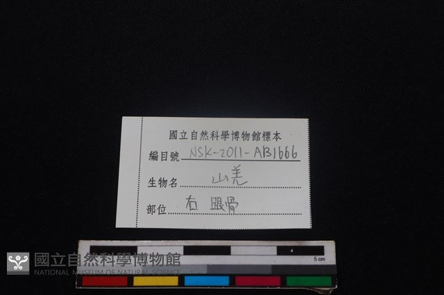 山羌骨藏品圖，第3張