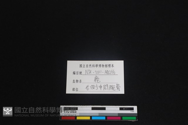 梅花鹿骨藏品圖，第3張