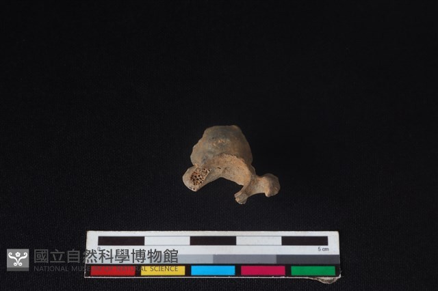 羌或獐骨藏品圖，第3張