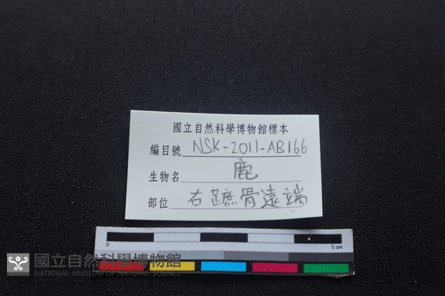 梅花鹿骨藏品圖，第3張