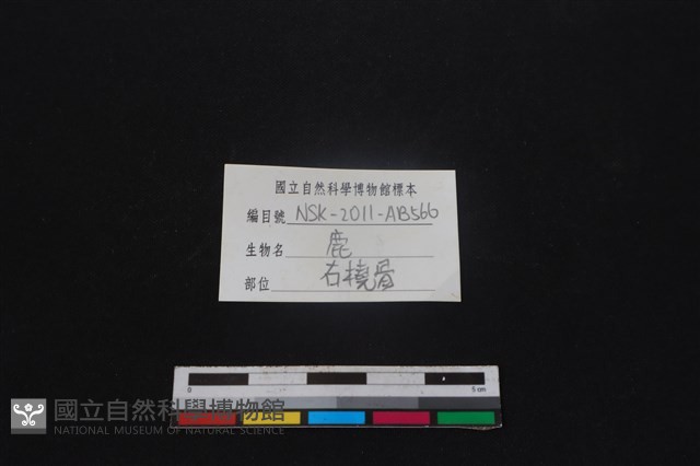 梅花鹿骨藏品圖，第3張
