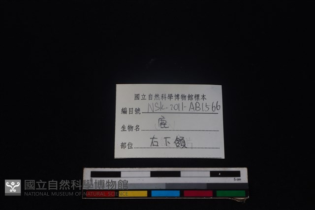 梅花鹿骨藏品圖，第3張