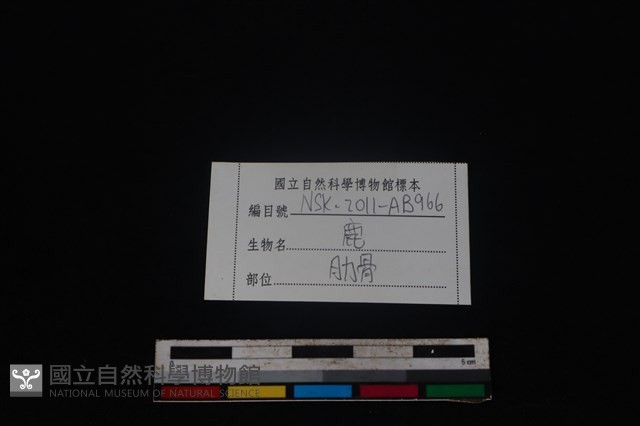 梅花鹿骨藏品圖，第3張
