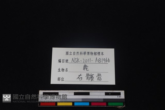 梅花鹿骨藏品圖，第3張