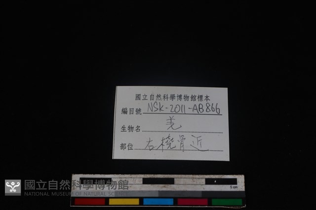山羌骨藏品圖，第3張