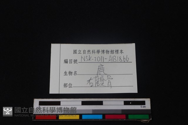 梅花鹿骨藏品圖，第3張