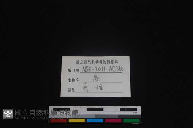 梅花鹿骨藏品圖，第3張