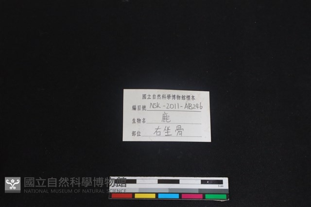 梅花鹿骨藏品圖，第3張