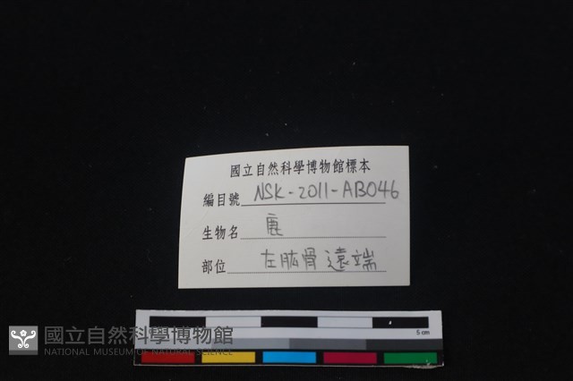 梅花鹿骨藏品圖，第3張