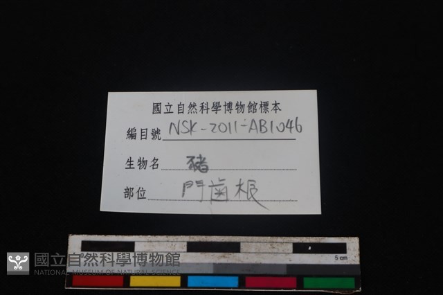 豬骨藏品圖，第3張