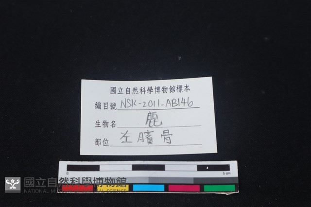 梅花鹿骨藏品圖，第3張