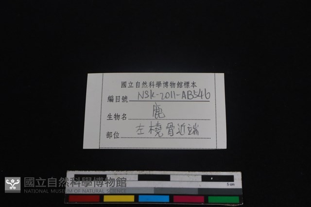 梅花鹿骨藏品圖，第3張