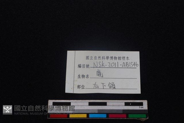 梅花鹿骨藏品圖，第3張