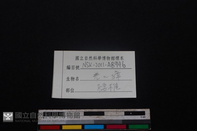 鹿科骨藏品圖，第3張