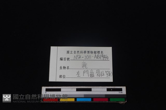 梅花鹿骨藏品圖，第3張