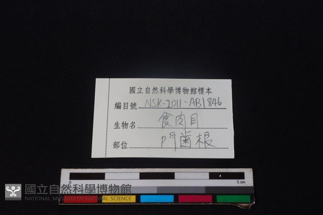 食肉目骨藏品圖，第3張