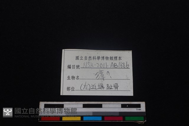 獐骨藏品圖，第3張