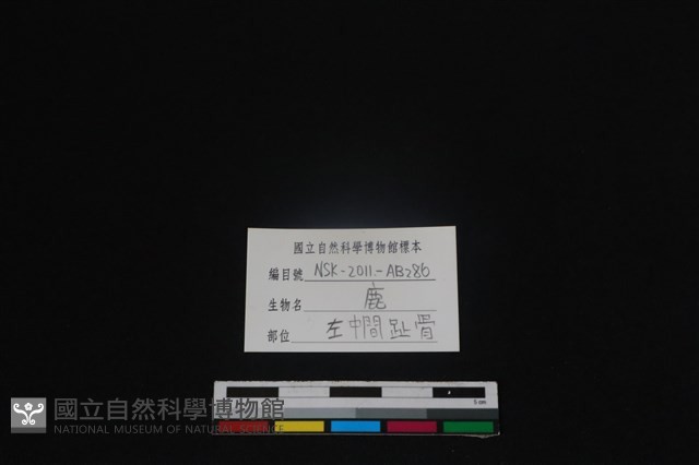 梅花鹿骨藏品圖，第3張