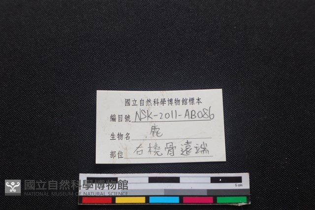 梅花鹿骨藏品圖，第3張
