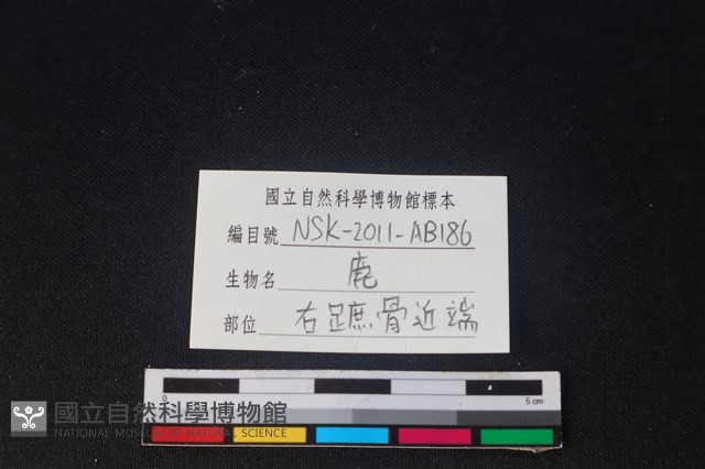 梅花鹿骨藏品圖，第3張