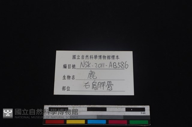 梅花鹿骨藏品圖，第3張