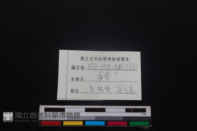 豬骨藏品圖，第3張