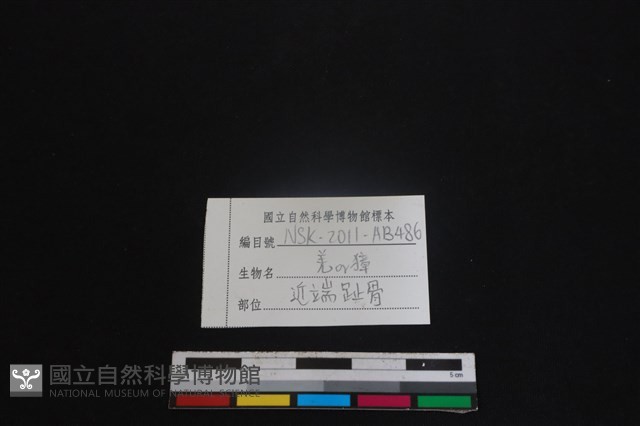 鹿科骨藏品圖，第3張