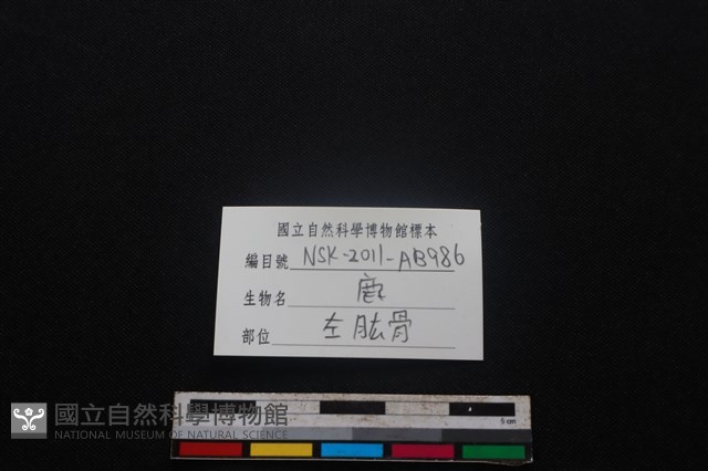 梅花鹿骨藏品圖，第3張