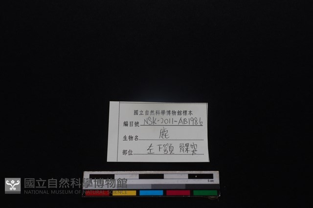 梅花鹿骨藏品圖，第3張