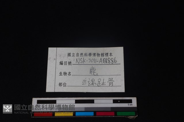 梅花鹿骨藏品圖，第3張