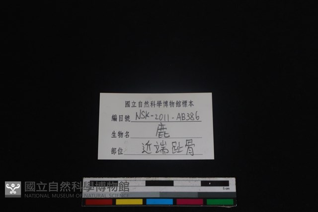 梅花鹿骨藏品圖，第3張