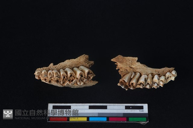 山羌骨藏品圖，第3張