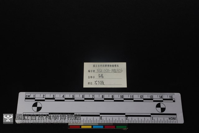 豬骨藏品圖，第3張