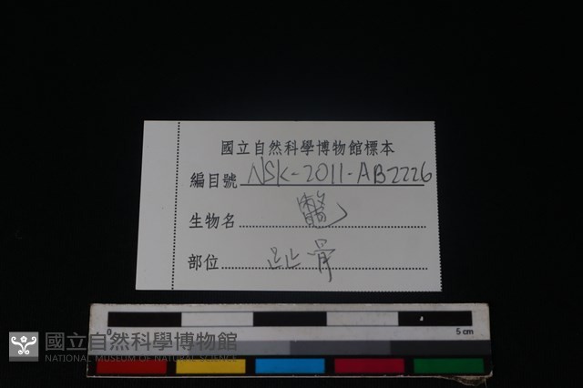 龜鱉目骨藏品圖，第3張