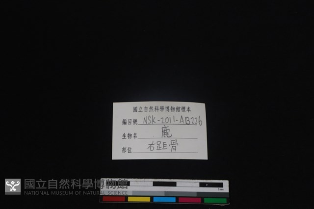 梅花鹿骨藏品圖，第3張