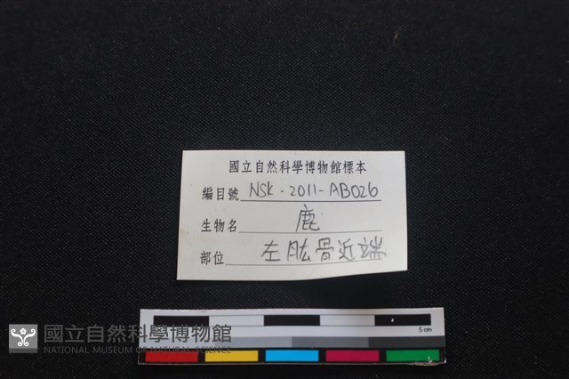 梅花鹿骨藏品圖，第3張