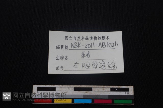 豬骨藏品圖，第3張