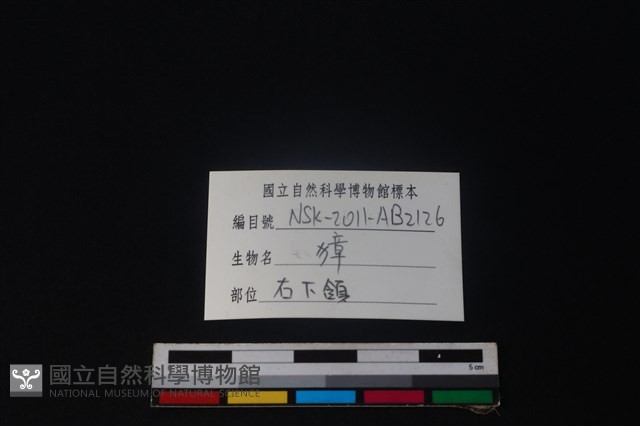 獐骨藏品圖，第3張