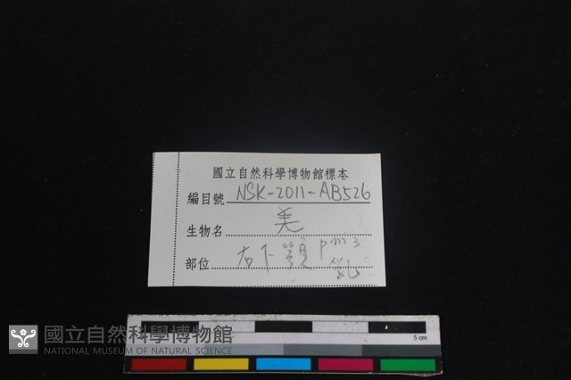 山羌骨藏品圖，第3張