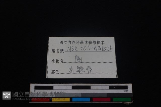 梅花鹿骨藏品圖，第3張