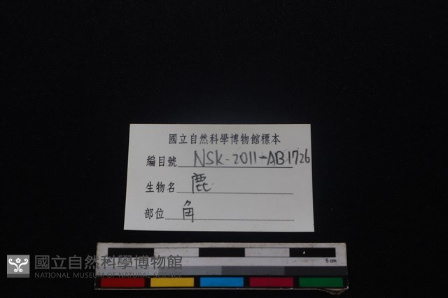 梅花鹿骨藏品圖，第3張