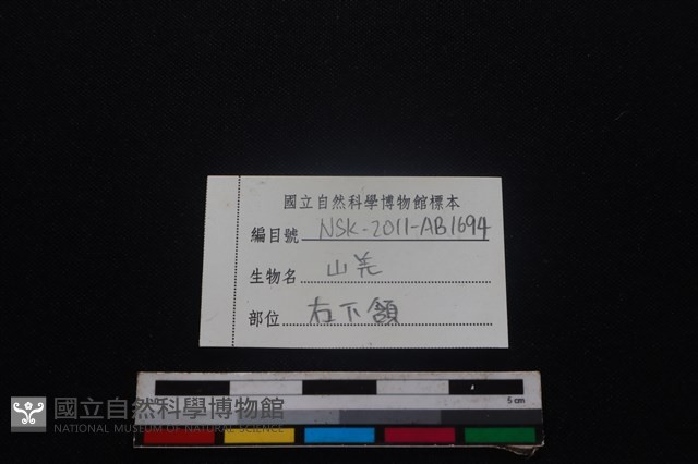 山羌骨藏品圖，第3張