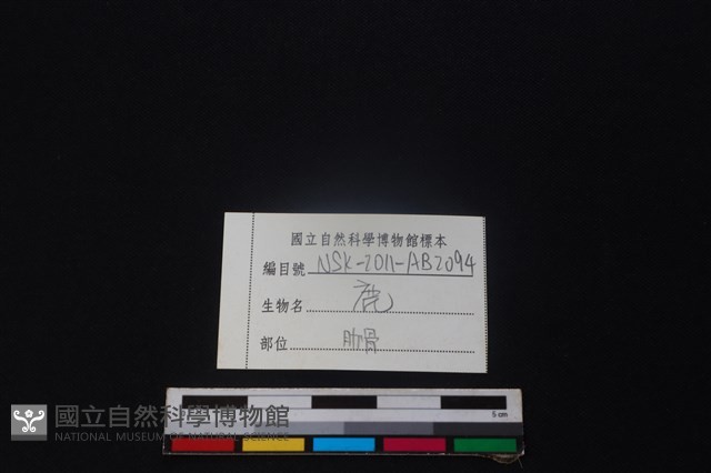 鹿骨藏品圖，第3張